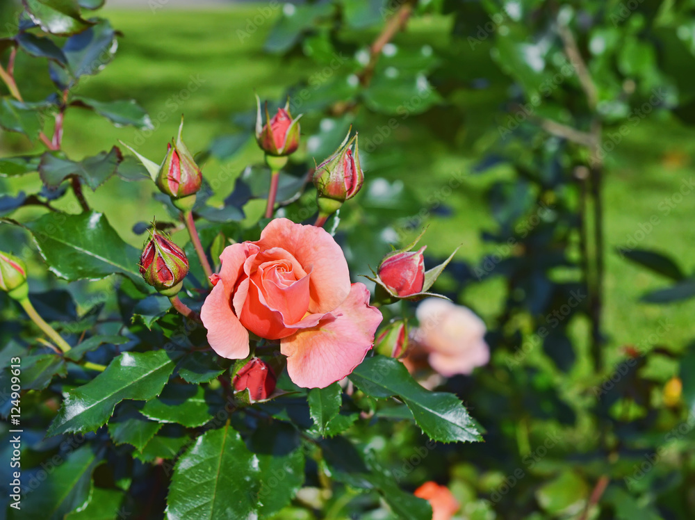 Роза с бутонами на клумбе в саду летним днём.
