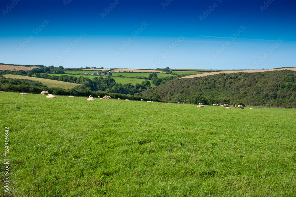 Verdant grassland with sheep, bushes and a clear blue sky near St Issey in north Cornwall.