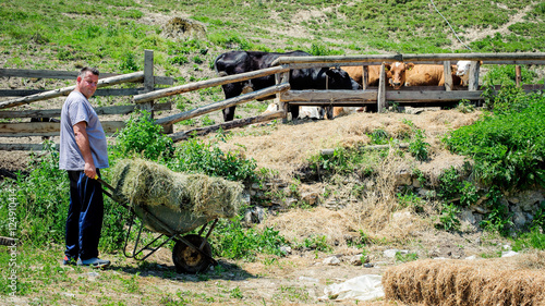 Obraz na plátně Farmer feeding cows