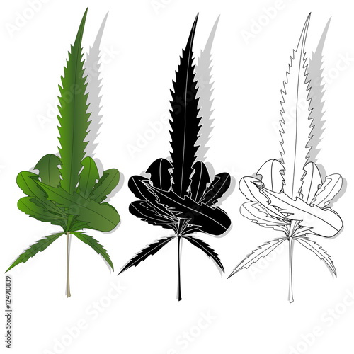 Cannabis leaf isolated on white background