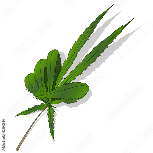 Cannabis leaf isolated on white background