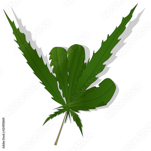 Cannabis leaf isolated on white background