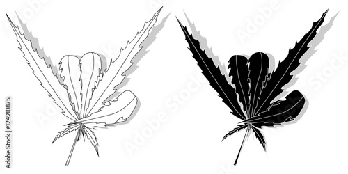 Cannabis leaf isolated on white background