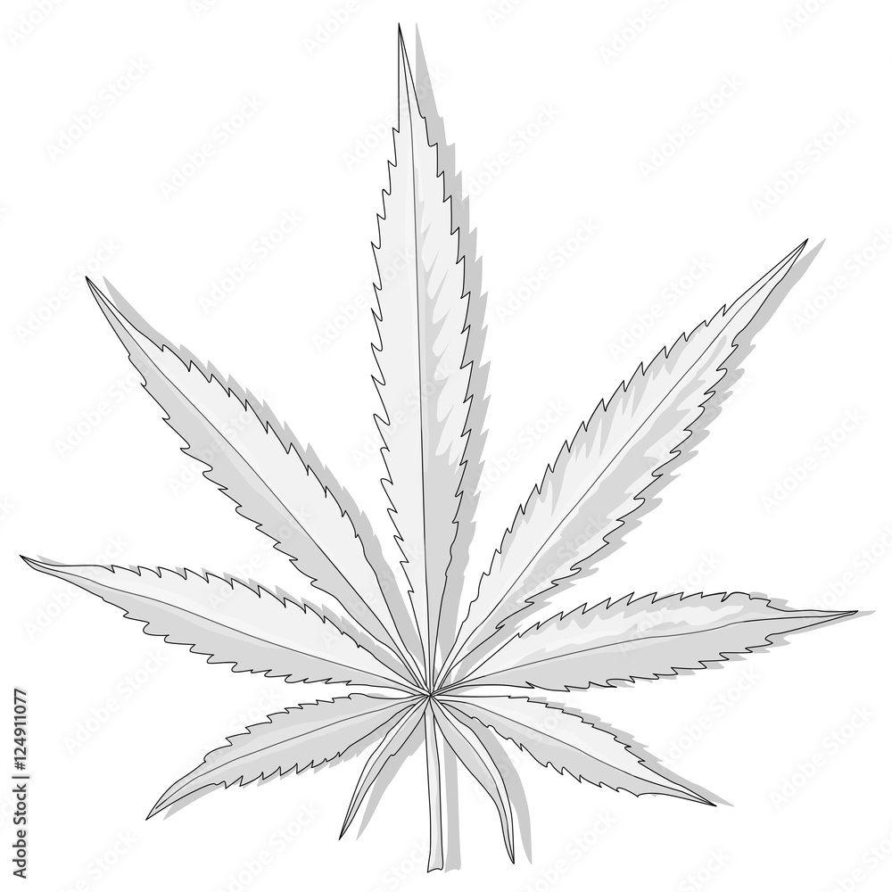 Cannabis leaf vector isolated Cannabis leaf vector isolated