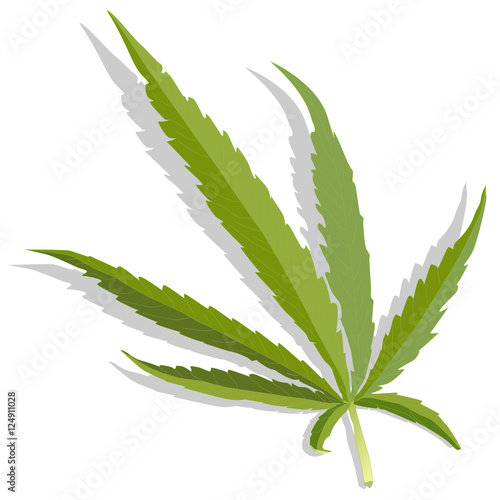 Cannabis leaf vector isolated