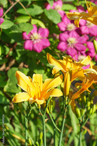 Yellow and pink flowers