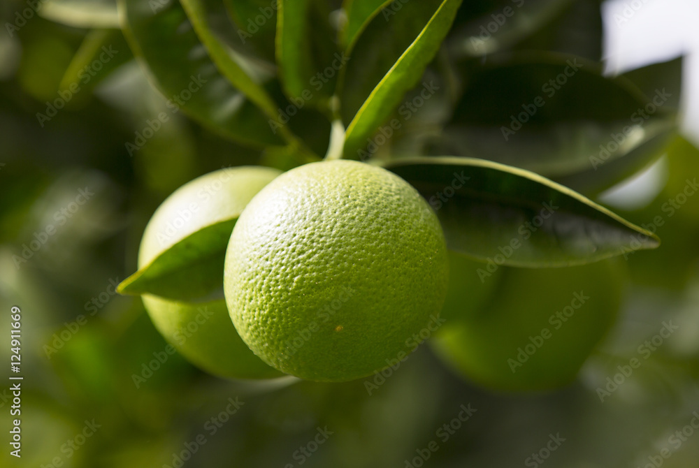 Orange tree with fruits ripen in the garden Orange tree with fruits ripen in the garden