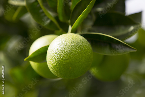 Wallpaper Mural Orange tree with fruits ripen in the garden Torontodigital.ca