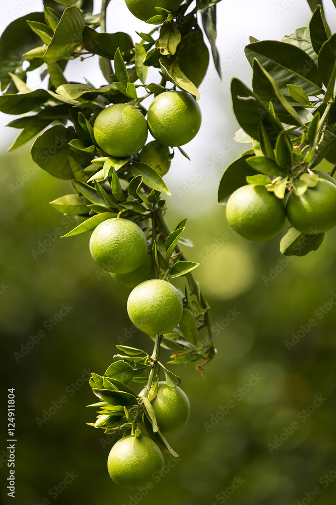 Orange tree with fruits ripen in the garden Orange tree with fruits ripen in the garden