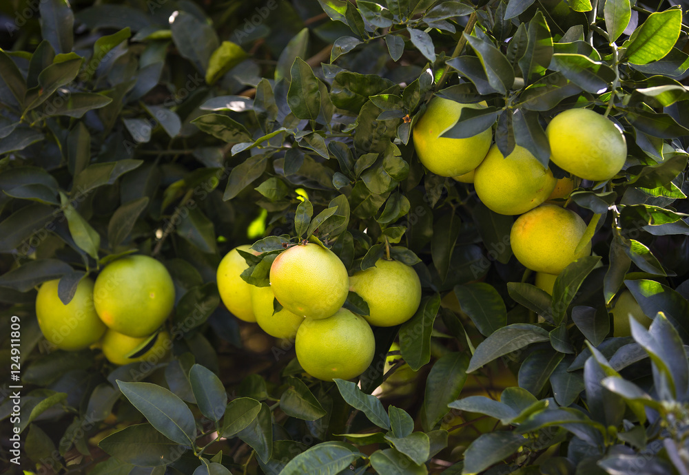 Orange tree with fruits ripen in the garden Orange tree with fruits ripen in the garden