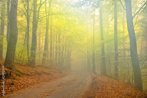 road in pine autumn forest, mist