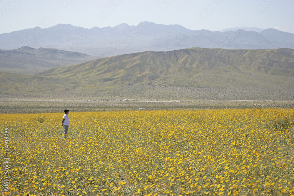 dv wildflowers ppl 6c dv wildflowers ppl 6c