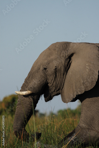 Elefant im Okavango Delta  Botswana