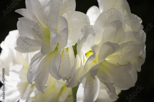White flowers in bloom close up, white and green amaryllis