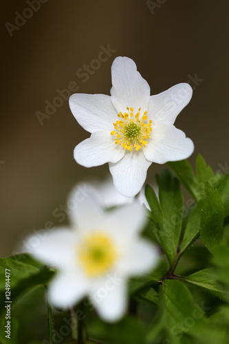 White flowers in the meadow in summer
