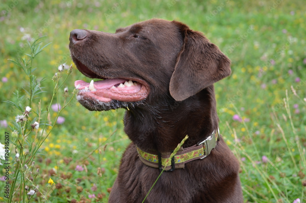 Labrador in der Wiese