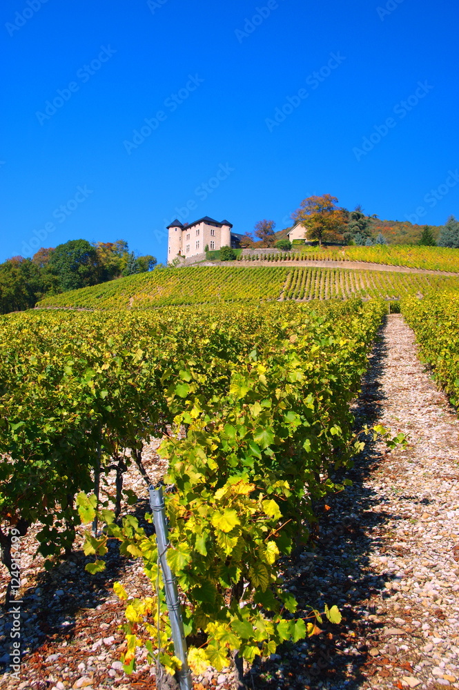 vignobles de  Monterminod