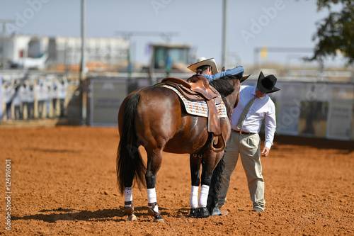 The referee checks horse during a western riding competition.