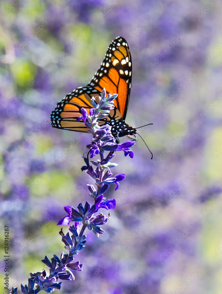 Monarch butterfly resting on purple Salvia flower to gather nectar. Monarch butterfly resting on purple Salvia flower to gather nectar.