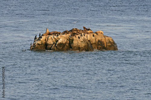 sea-lions on rock