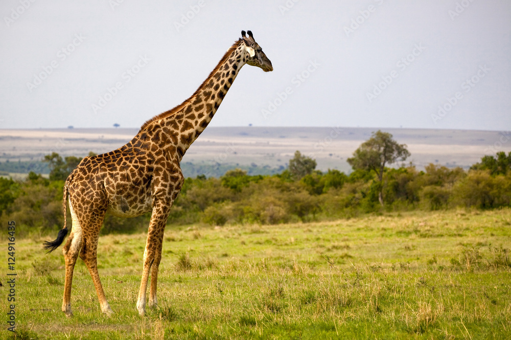 Obraz premium Lone giraffe staring right at Masai Mara vista and plains in Kenya