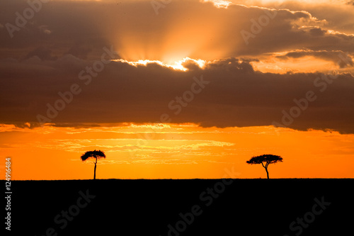 Brilliant orange sunset in Kenya's Masai Mara Park with two lone acacia trees
