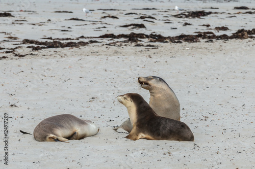 Australian Sea lions, Seal Bay, Kangaroo Island
