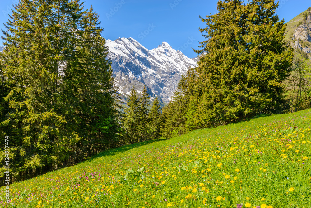 Fototapeta premium View of beautiful landscape in the Alps with fresh green meadows and snow-capped mountain tops in the background on a sunny day with blue sky and clouds in springtime.