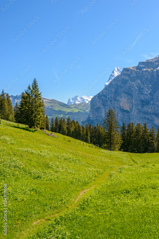 View of beautiful landscape in the Alps with fresh green meadows and snow-capped mountain tops in the background on a sunny day with blue sky.