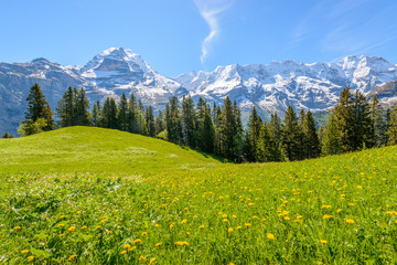 Foto auf Acrylglas Alpen View of beautiful landscape in the Alps with fresh green meadows and snow-capped mountain tops in the background on a sunny day with blue sky and clouds in springtime.  © karamysh