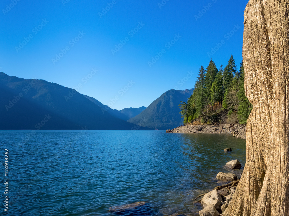 Lake and Tree