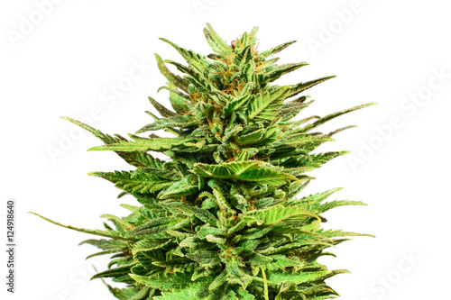 Marijuana bud isolated on white background