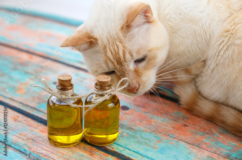 light red cat and olive oil in small bottles