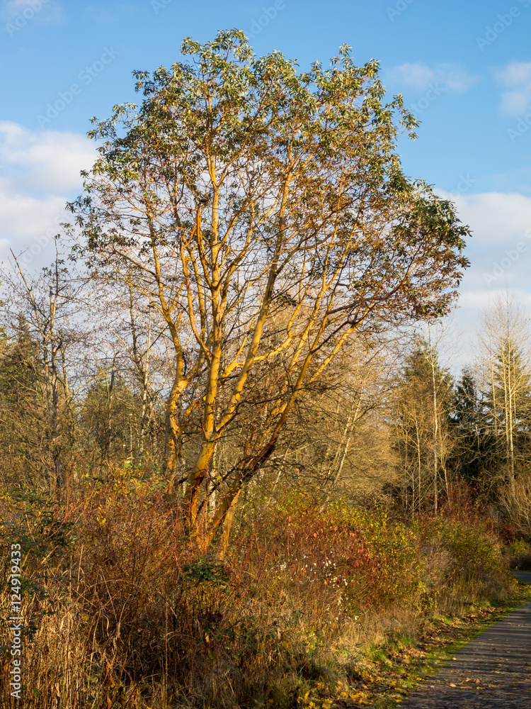 Tree In Winter