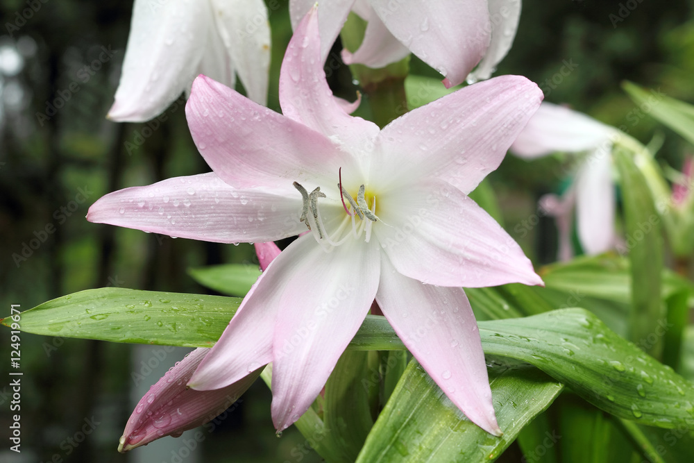 Belladonna-Lilie, Nahaufnahme im Garten vor unscharfen Hintergrun