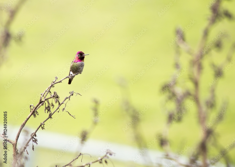 Anna's Hummingbird (Calypte anna) Anna's Hummingbird (Calypte anna)