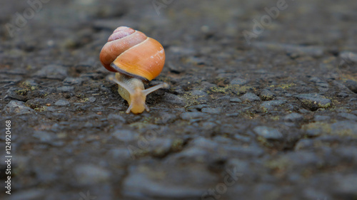 Jerry the snail