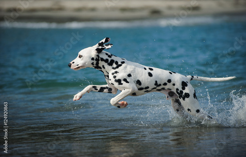 Young Dalmatian dog running through the ocean water