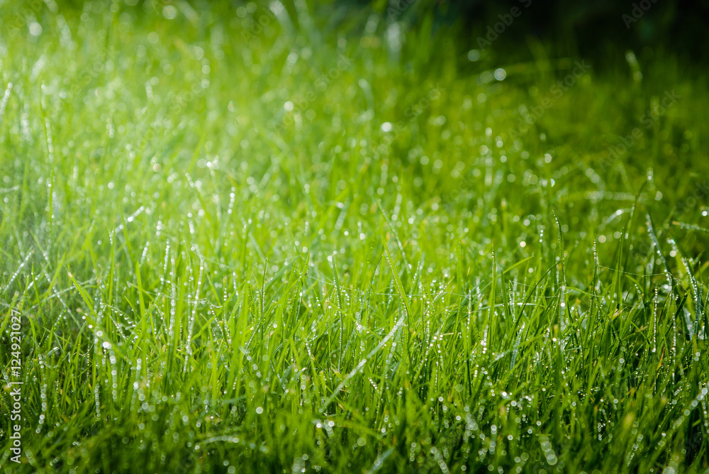Fototapeta premium Trawa po deszczu