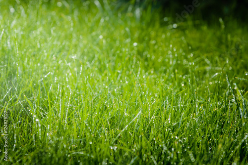 Grass after rain