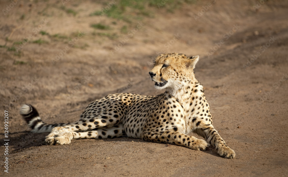 Tired male cheetah lying on dirt road in Kenya's Masai Mara National Park Tired male cheetah lying on dirt road in Kenya's Masai Mara National Park