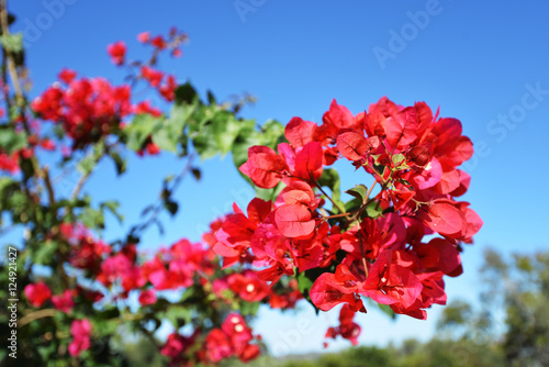 Billede på lærred Red  flowers of bougainvillea