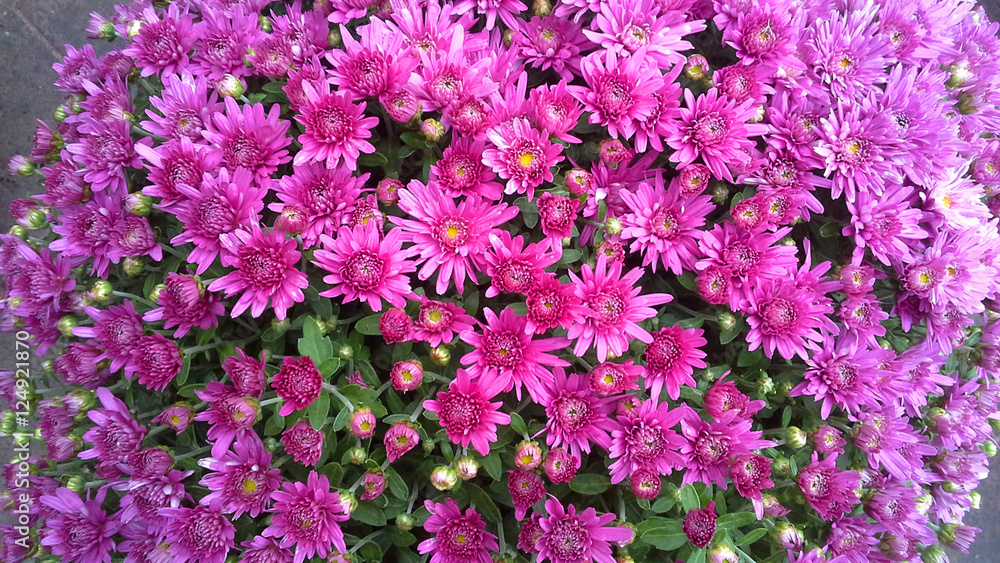 a huge beautiful bouquet of roses. Pink purple flowers - chrysanthemum a huge beautiful bouquet of roses. Pink purple flowers - chrysanthemum