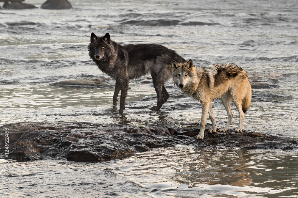 Two Grey Wolves (Canis lupus) Look Up from River