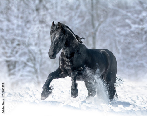 black frisian stallion