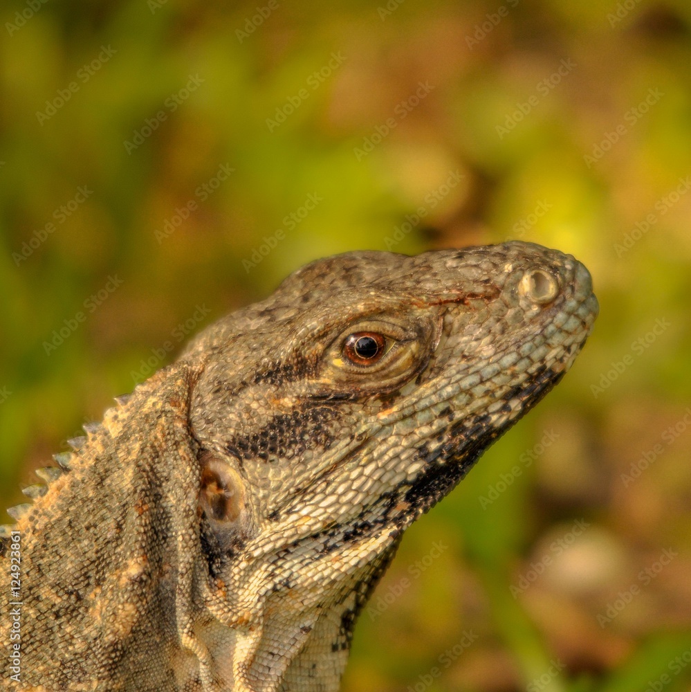 Head close-up of a Yucatan iguana in Mexico. Head close-up of a Yucatan iguana in Mexico.
