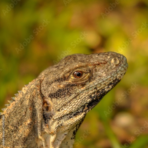 Head close-up of a Yucatan iguana in Mexico.