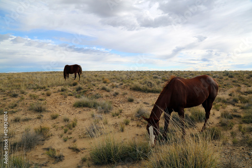 Horses in New Mexico © Peg Owens
