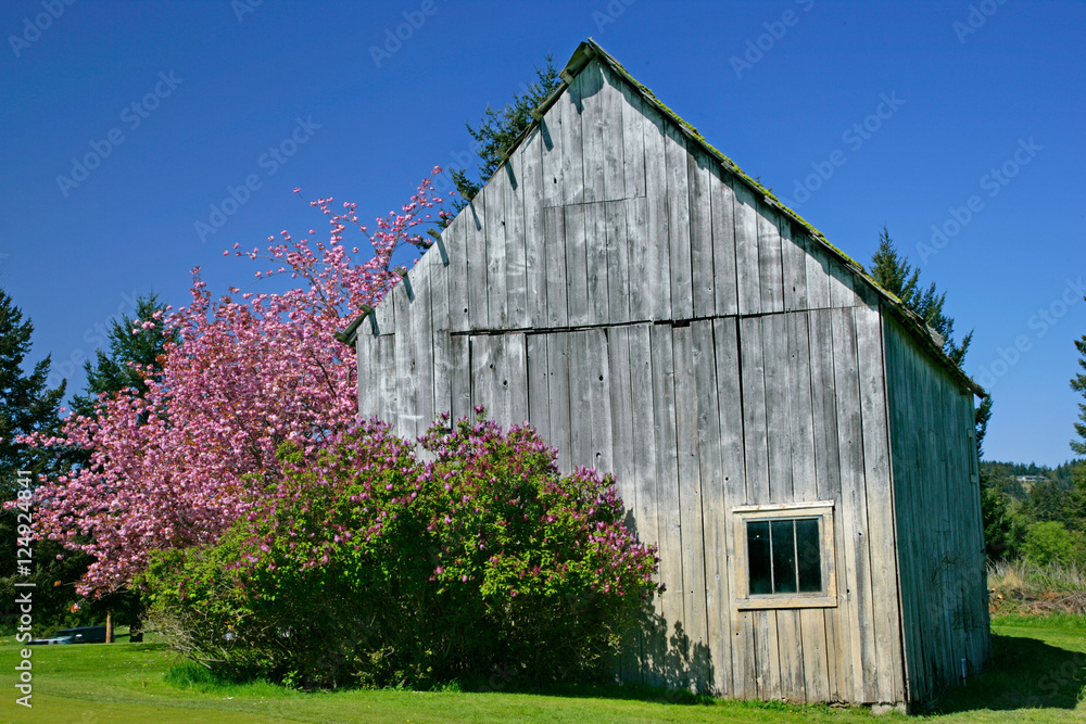 Obraz premium pink tree n barn