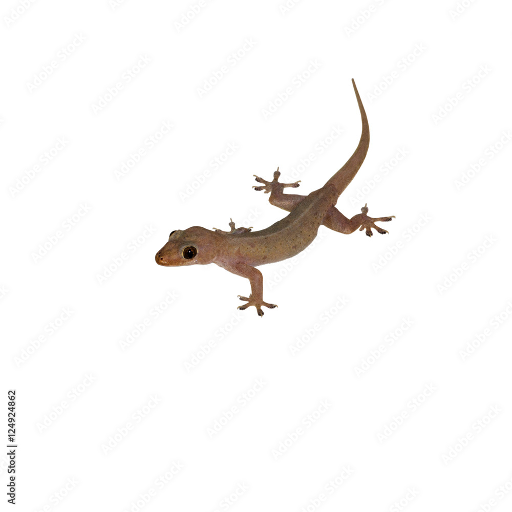 Gecko lizard Gecko lizard